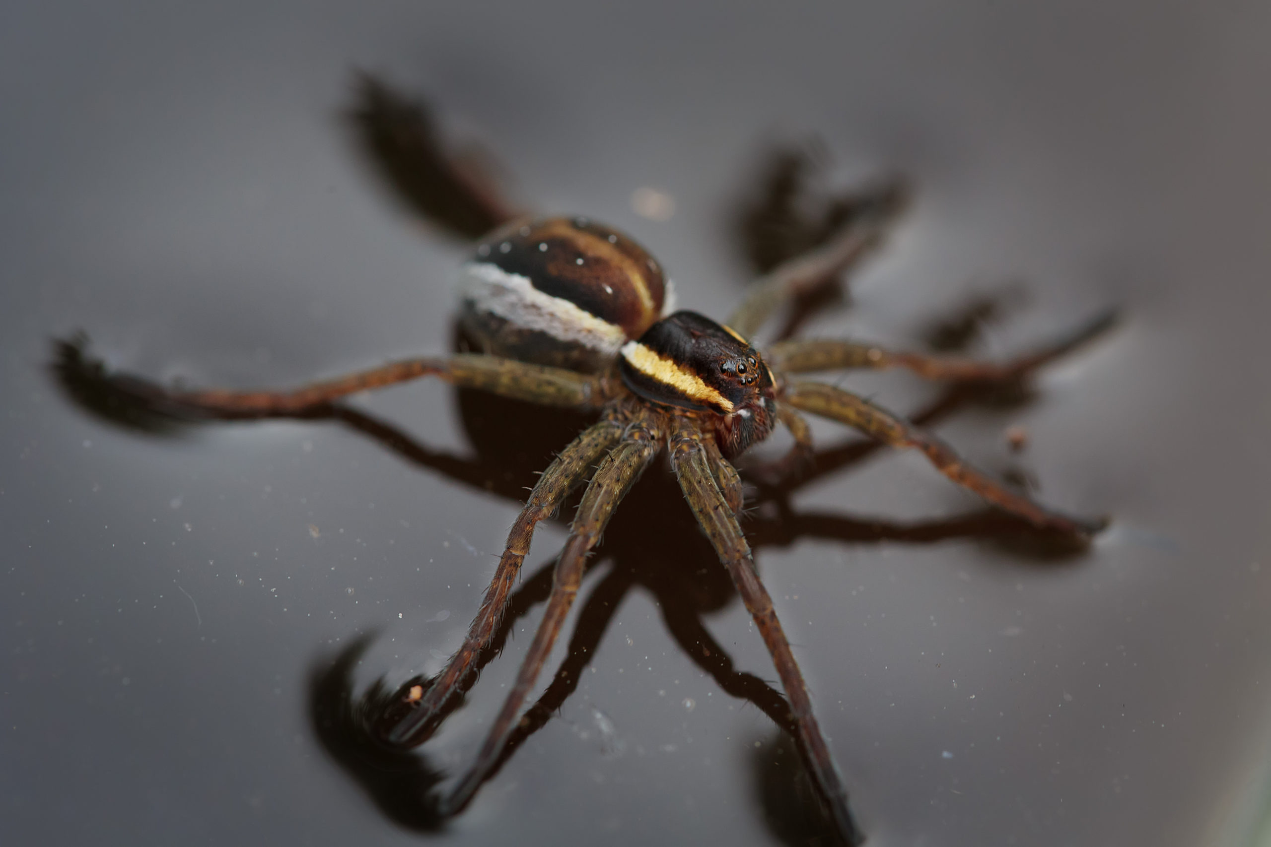 L’araignée d’eau est représentée par le coléoptère aquatique qu’on reconnait par ses yeux divisés et par le fait qu’il plonge dans l’eau.