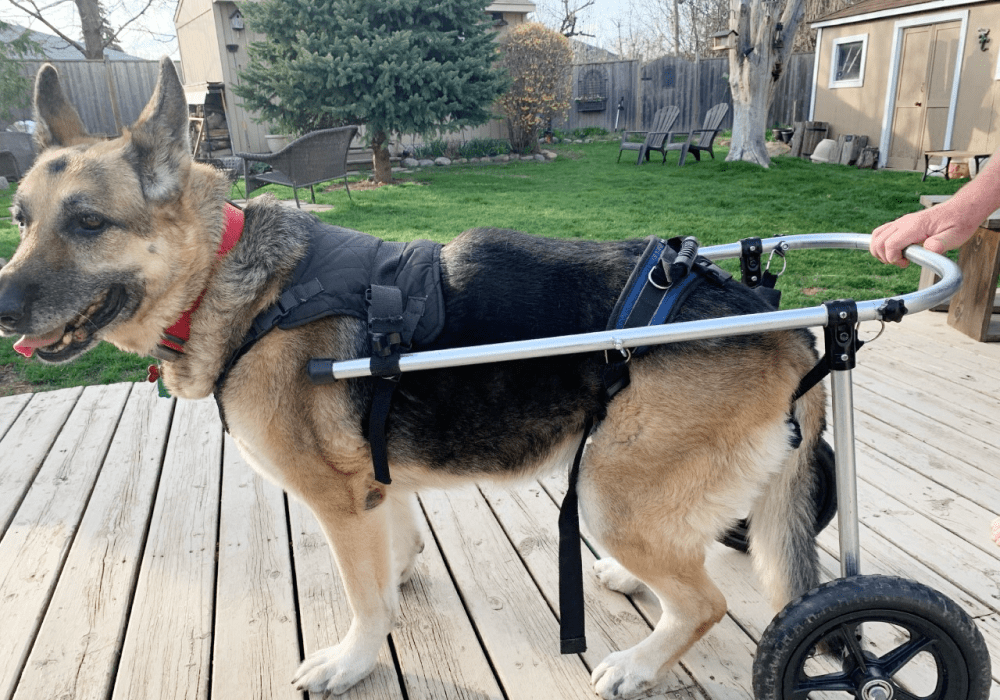 silla de ruedas para perros hecha a mano